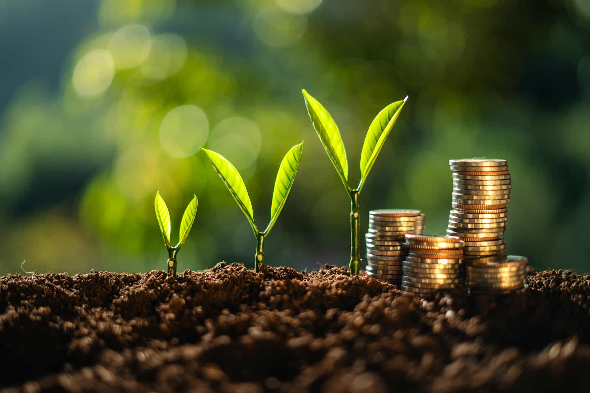 money and tree grow up to saving money concept